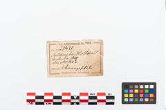 Etikett zu Bronzesitula (NHMW-PRAE-025438)